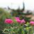 cviječe fažana