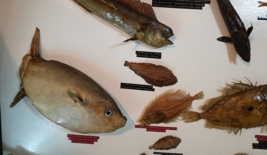 Muzej riba rakova i školjki Makarska