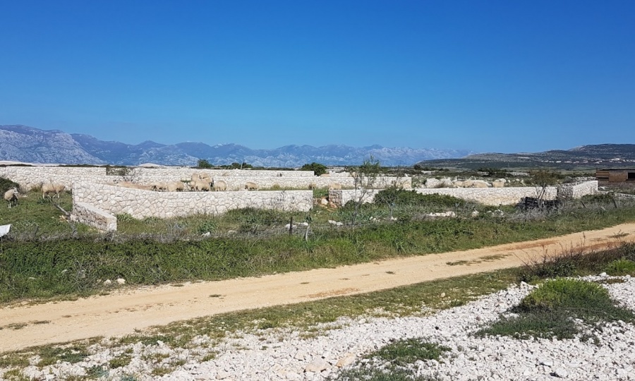 Plaža Kolanjsko blato Rogoža Kolan Pag