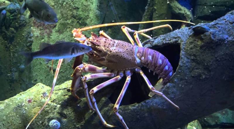 Aquarium Šibenik – Zanimljivo popodne za sve uzraste